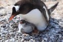 Gentoo Penguin, Pygoscelis papua