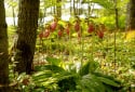 Lady Slipper Orchid, Cypripedium calceolus