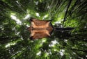 Laotian Giant Flying Squirrel, Biswamoyopterus laoensis