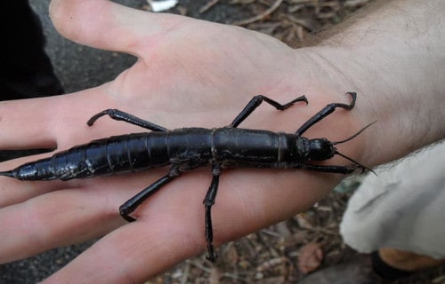 4 Stupendous Stick Insects