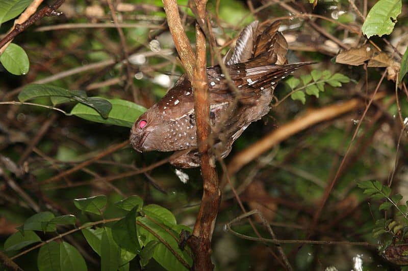 Oilbird, Steatornis caripensis