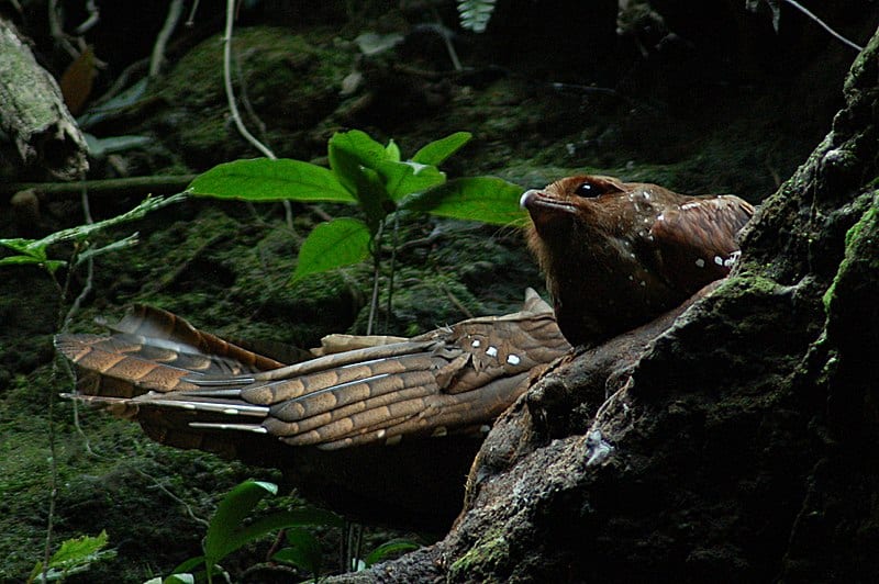 Oilbird, Steatornis caripensis