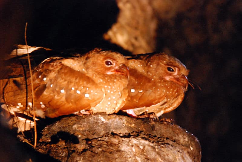 Oilbird, Steatornis caripensis