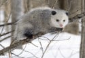 Opossum, Didelphimorphia