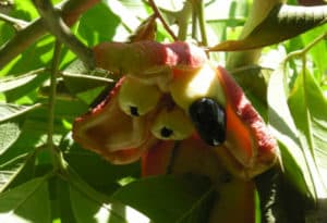 Ackee Tree, Blighia sapida