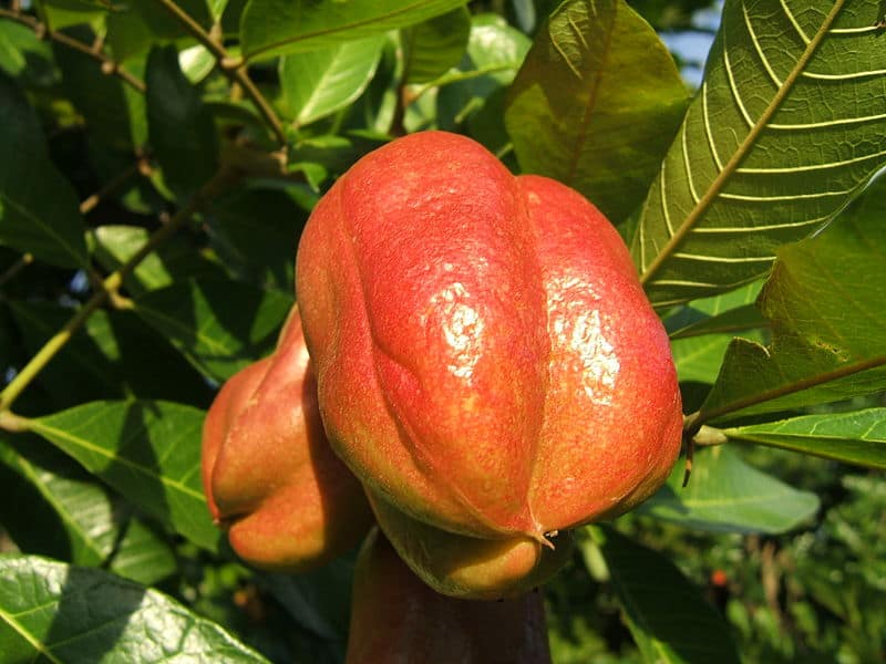 Ackee Tree, Blighia sapida