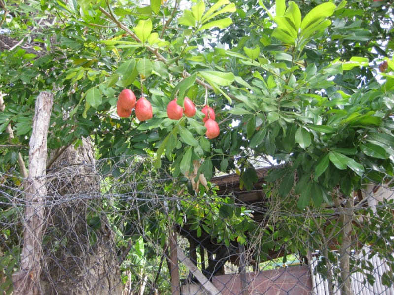 Ackee Tree, Blighia sapida