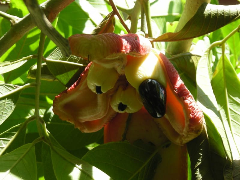 Ackee Tree, Blighia sapida