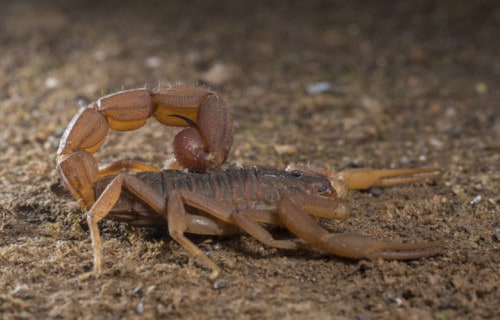 5 Spellbinding Scorpions