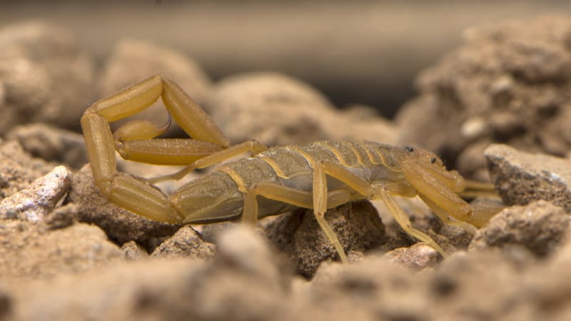 Arizona Bark Scorpion, Centruroides sculpturatus