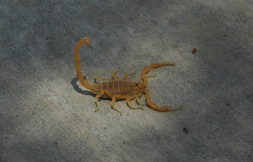 5 Spellbinding Scorpions