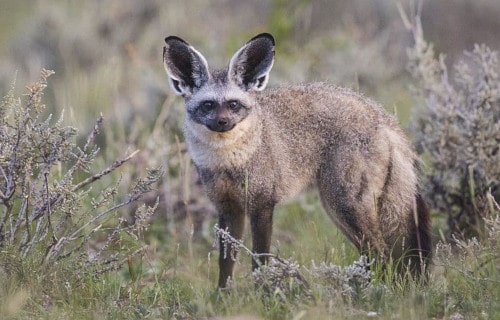 Bat Eared Fox, Otocyon megalotis