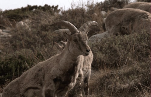 Bharal, Pseudois nayaur