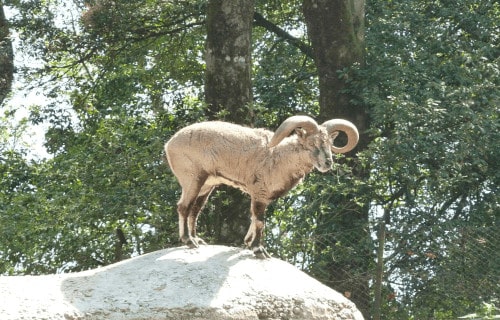 Bharal, Pseudois nayaur