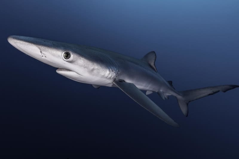 Blue Shark, Prionace glauca