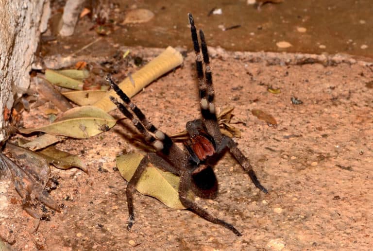 brazilian wandering spider ld50