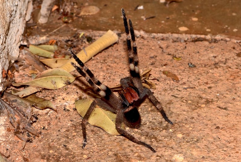 wandering spider attack