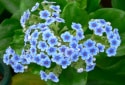 Chatham Island forget-me-not, Myosotidium hortensia