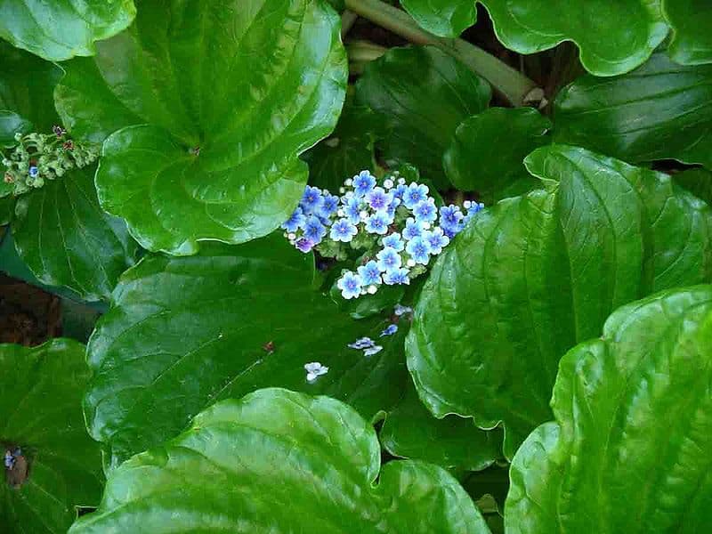 Chatham Island forget-me-not, Myosotidium hortensia