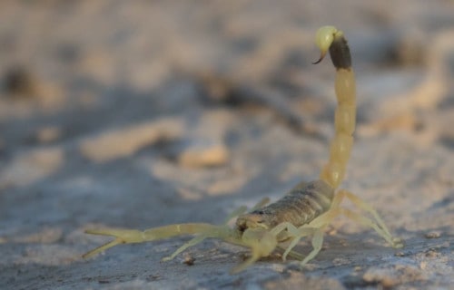 5 Spellbinding Scorpions