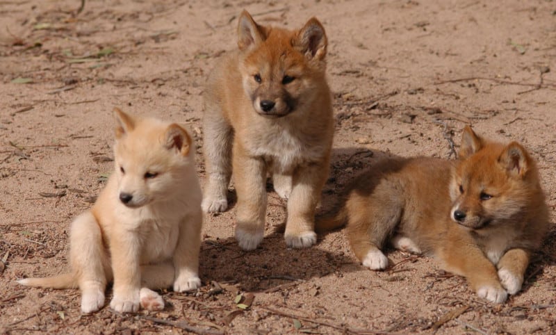 Dingo, Canis familiaris