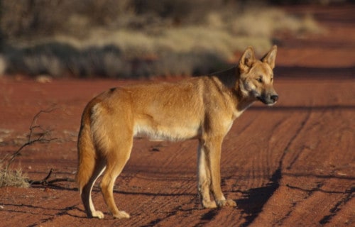 Dingo, Canis dingo