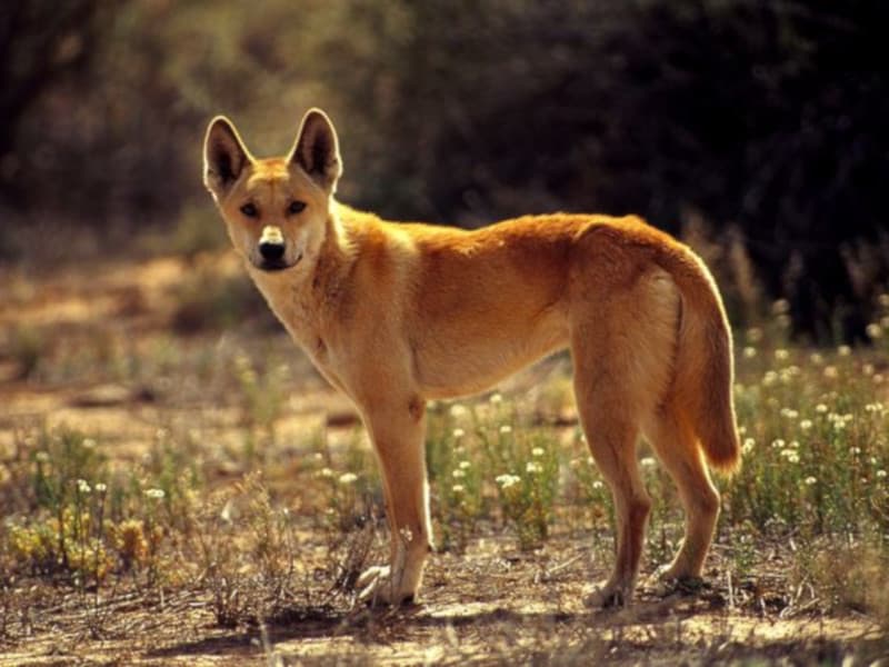 Dingo, Our Animals