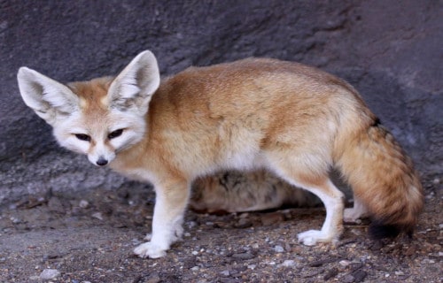 7 Magnificent Wild Canines 