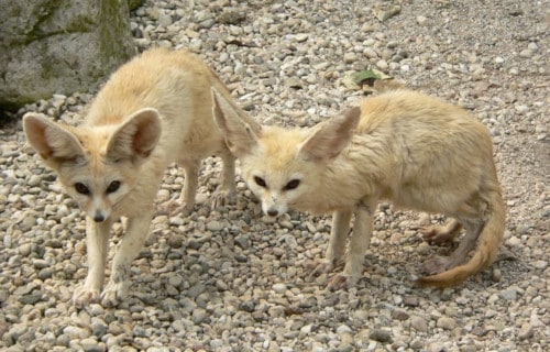 7 Magnificent Wild Canines 