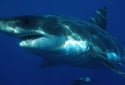 Great White Shark, Carcharodon carcharias