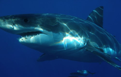 Incredible Sharks of the World
