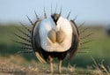 Greater Sage Grouse, Centrocercus urophasianus