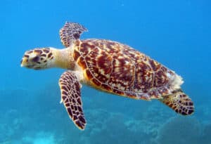 Hawksbill Sea Turtle, Eretmochelys imbricata