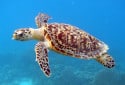 Hawksbill Sea Turtle, Eretmochelys imbricata