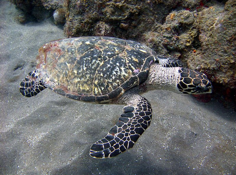 Hawksbill Sea Turtle, Eretmochelys imbricata