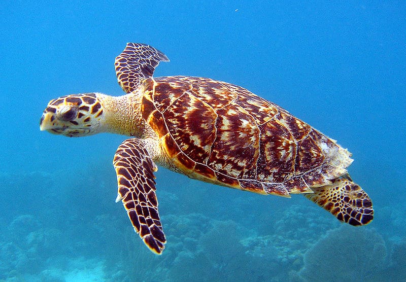 Hawksbill Sea Turtle, Eretmochelys imbricata