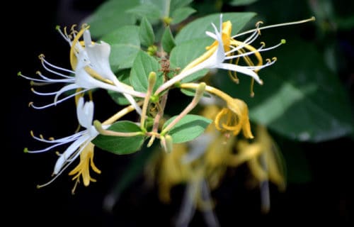 3 Captivating Herbaceous Plants of Lithuania