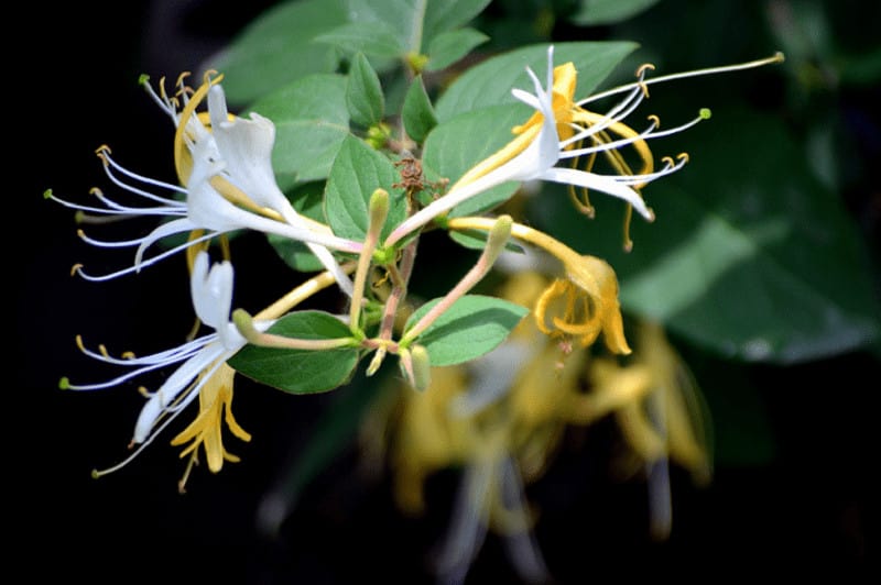 Honeysuckle