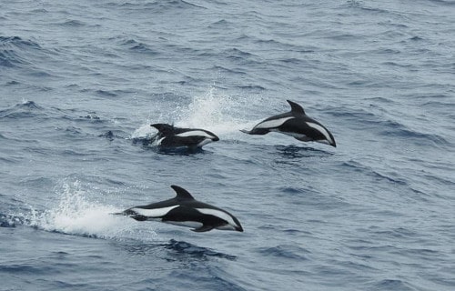 Hourglass Dolphin, Lagenorhynchus cruciger