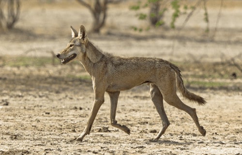 7 Magnificent Wild Canines