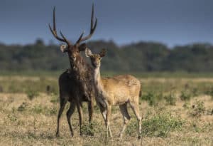 Javan Rusa, Rusa timorensis