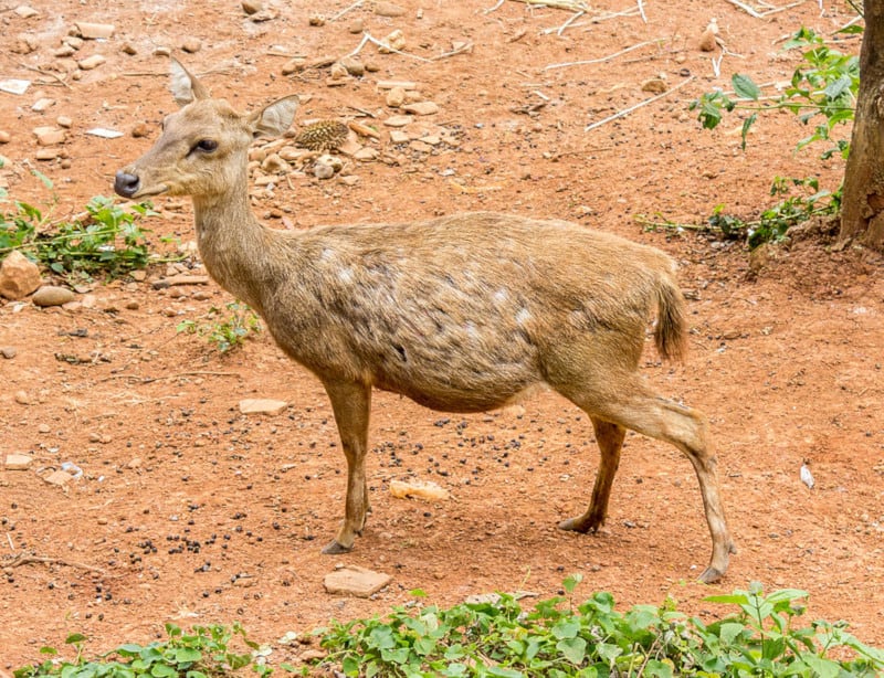 Javan Rusa, Rusa timorensis