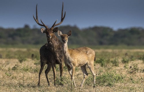 5 Fabulous Deer Varieties