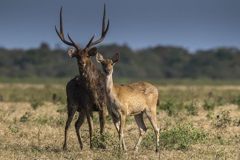 Javan Rusa l Magnificent Rare Deer - Our Breathing Planet