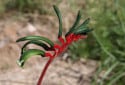 Kangaroo Paw, Anigozanthos manglesii