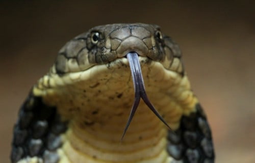 King Cobra, Ophiophagus hannah