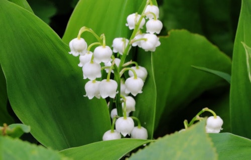 7 Stunning European Flowering Plants l Our Breathing Planet