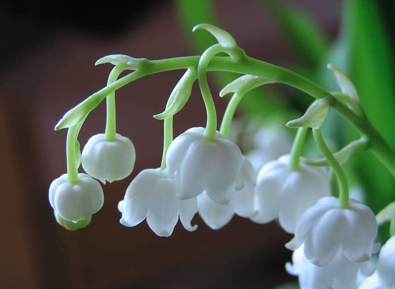 Lily of The Valley l Astounding Fact - Our Breathing Planet