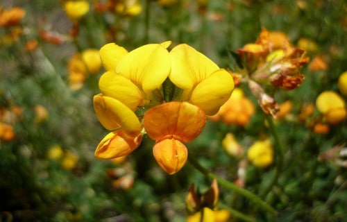 Lotus Corniculatus