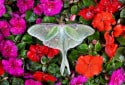 Luna Moth, Actias luna